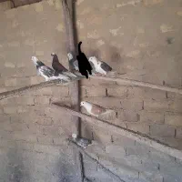 کبوترشازده سرور لیموی به شرط پرش