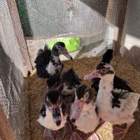 اردک اسرائیلی جوان