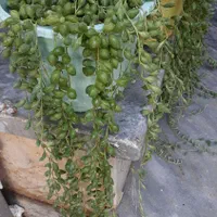 سیلندریکا مینیاتوری گل با گلدان گلدانی ۱۵۰ هزار|گل و گیاه طبیعی|آشخانه, |دیوار