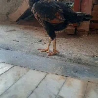 جوجه لاری|حیوانات|آق قلا, |دیوار