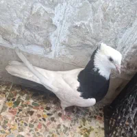 کبوتر