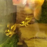 ماهی کوی مایان سوپرباله کلکسیونی|ماهی|تهران, ترمینال جنوب|دیوار