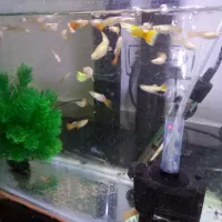 یک گله ۴۰ عددی ماهی گوپی|ماهی|ملایر, |دیوار