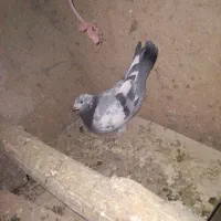 کبوتر|پرنده|گل تپه, |دیوار