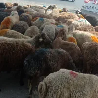 گوسفندفروشی در اسلامشهر باقصاب در محل