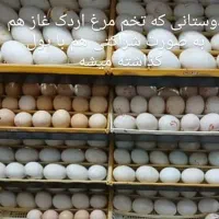 در دستگاه جوجه کشی تخم مرغ اردک و غاز شراکتی