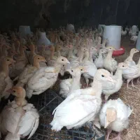 بیوتی ۶ نژاد سنگین وزن بوقلمون جوجه