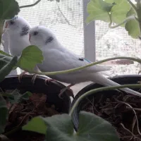 مرغ عشق با وسایل|پرنده|تهران, زیبادشت|دیوار