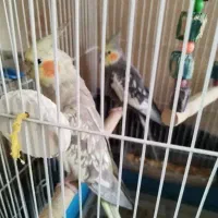 عروس هلندی پرکشیده