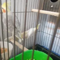 عروس هلندی|پرنده|تهران, سبلان (لشگر)|دیوار