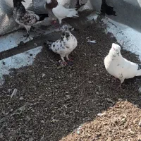 کبوتر