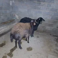 شیشک ماده و بره ماده چاق