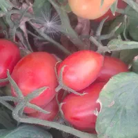 گوجه