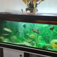 اکواریوم