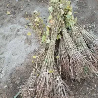 فروش نهال صنوبر تمرکز بر رشد سریع و سود آوری|خدمات باغبانی و درختکاری|رشت, نظری|دیوار