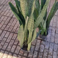 سانسوریا شمشیری سبزگلدون پرغلاف و درجه یک