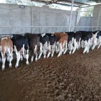 گوساله پای پروار|حیوانات مزرعه|کرمان, |دیوار