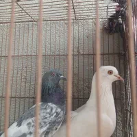 یک جفت کبوتر نر ماده  بفروش میرسد|پرنده|میناب, |دیوار