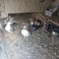 کبوتردرصالحیه