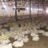 نیروی جوان جهت کار در مرغداری گوشتی