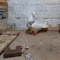 توقف هفت رنگ