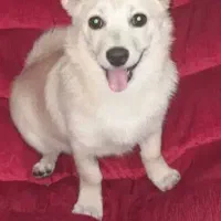 یک جفت پامر اشپیتز