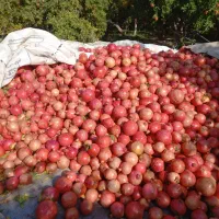 انار درجه یک