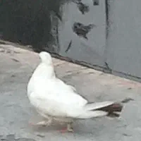 کبوتر دنبی|پرنده|لالی, |دیوار