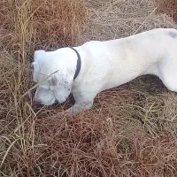 توله سگ شکاری لابرادور اصیل فول فول|سگ|لنگرود, |دیوار