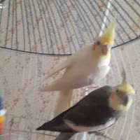 قفس با جفت عروس