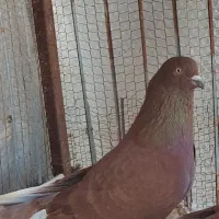 فروش فوریه یه جفت کفتر پرشی|پرنده|طبقده, |دیوار