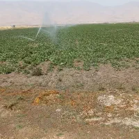 اجاره ۲۰ هکتار زمین کشاورزی