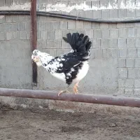 تخم مرغ گلین