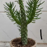 گل.