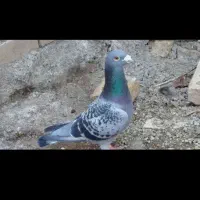 دو جفت پلاکی مسافتی.و یک جفت طوقی و یگ جفت گوگ