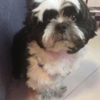 سک خونگی آروم تربیت شده