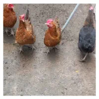 مرغ محلی و جوجه