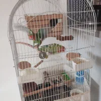 طوطی برزیلی|پرنده|هشتگرد, فاز ۲ مهستان|دیوار