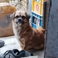 واگذاری سگ پاپی