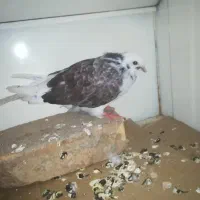 جوجه کبوتر نر