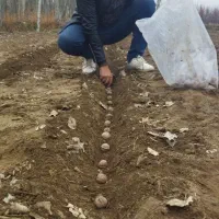 نهالستان چم|خدمات باغبانی و درختکاری|تهران, انبار نفت|دیوار