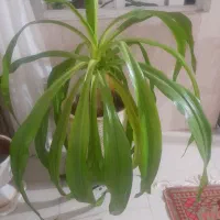 گل بزرگ