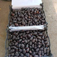 خرما خارک