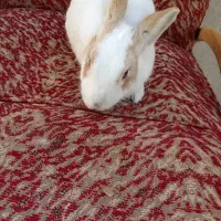 خرگوش|موش و خرگوش|ماهدشت, |دیوار