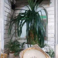 گل و گلدون طبیعی