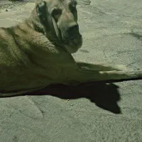 سگ عراقی نر ۲ساله|سگ|شبستر, |دیوار