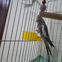 عروس هلندی|پرنده|آبیک, |دیوار