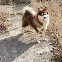 هاسکی . سگ هاسکی . توله هاسکی