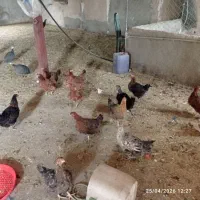 20عدد مرغ و یک خوروس