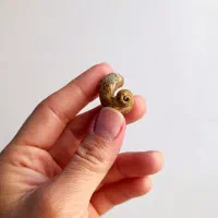 فسیل قدیمی به همراه سنگ میزبان|کلکسیون اشیاء عتیقه|تهران, حشمتیه|دیوار